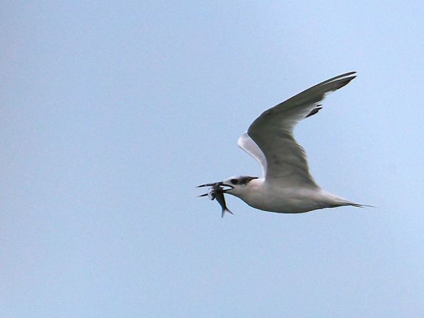 Xatrac becllarg  - Olga Gairin Deulofeu