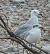 Gaviota de Audouin (Ichthyaetus audouinii) © Màrius Domingo