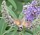 Macroglossum stellatarum © Màrius Domingo