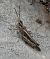 Omocestus indeterminat (Omocestus sp.) © Màrius Domingo