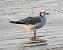 Gaviota de Sabine  - Daniel González