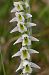 Spiranthes spiralis © Daniel González