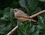 Cotxa cua-roja (Phoenicurus phoenicurus) © Jaume Tarín