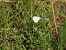 Wood White (Leptidea sinapis) © Feliu López i Gelats