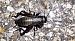 Field Cricket (Gryllus campestris) © Antoni Mariné