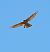 Eurasian Goshawk  - Joan Safont