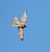 Eurasian Goshawk  - Joan Safont
