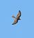 Eurasian Goshawk  - Joan Safont