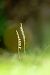 Spiranthes spiralis  - Ramon Calvet i Falgueras