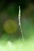Spiranthes spiralis  - Ramon Calvet i Falgueras