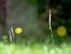 Spiranthes spiralis  - Ramon Calvet i Falgueras