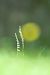 Spiranthes spiralis © Ramon Calvet i Falgueras