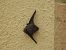 Common Pipistrelle (Pipistrellus pipistrellus) © Marc Peris Miras