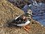 Ruddy Turnstone (Arenaria interpres) © hidden author