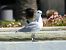 Audouin's Gull (Ichthyaetus audouinii) © Josep M. Palau Garrabou