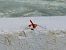 Broad Scarlet (Crocothemis erythraea) © Josep M. Palau Garrabou