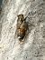 Cicada orni © Josep M. Palau Garrabou