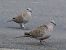 Eurasian Collared Dove (Streptopelia decaocto) © Josep M. Palau Garrabou