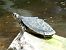 False Map Turtle (Graptemys pseudogeographica) © Josep M. Palau Garrabou
