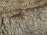 Catalonian Wall Lizard (Podarcis liolepis) © Josep M. Palau Garrabou