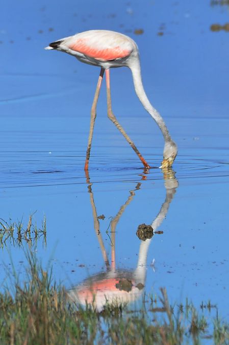 Flamant rose  - Angel Badal