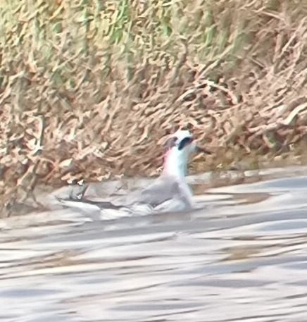 Phalarope à bec large  - Anton Morkovin