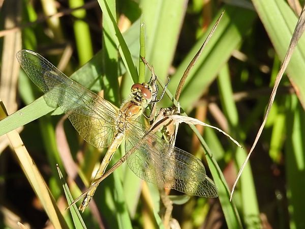 Pixaví nervat  - Carlos Alvarez-Cros