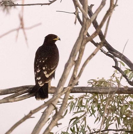 Àguila cridanera  - Pep Arcos