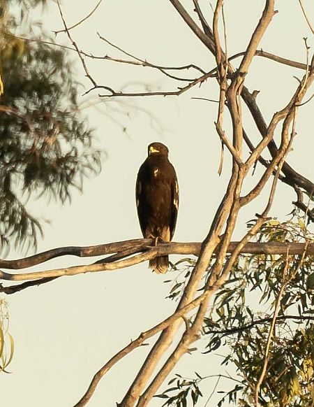 Àguila cridanera  - Pep Arcos