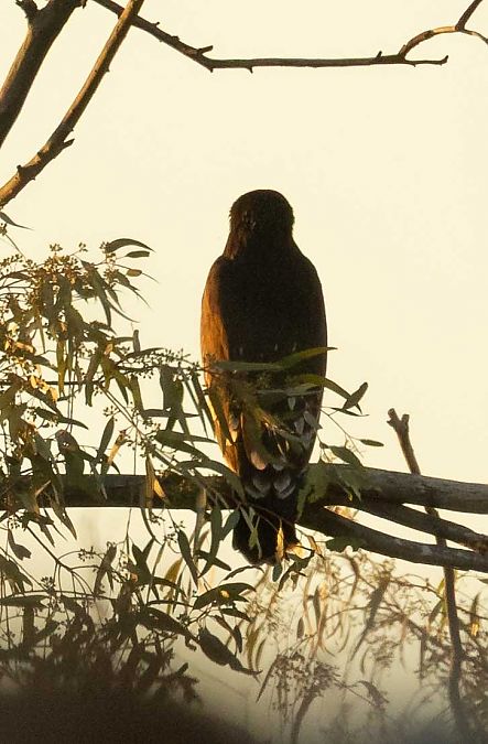 Àguila cridanera  - Pep Arcos