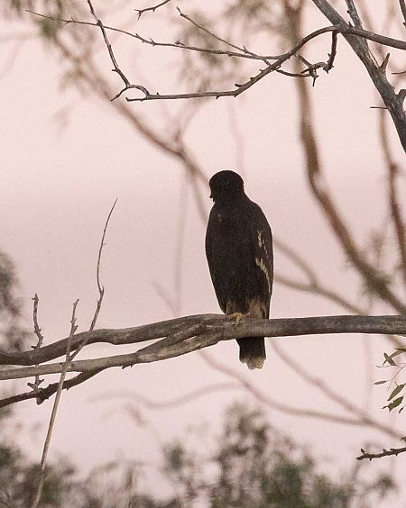 Àguila cridanera  - Pep Arcos