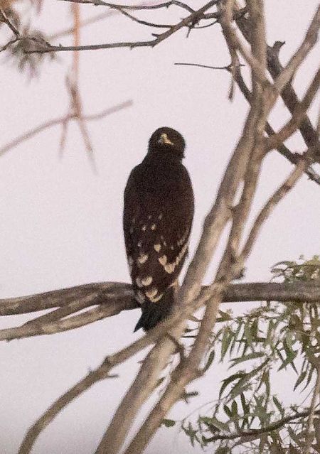 Àguila cridanera  - Pep Arcos