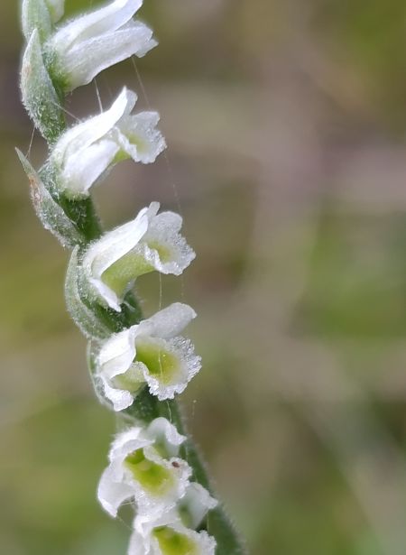 Spiranthes spiralis  - Daniel González