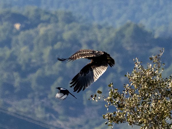 Àguila cridanera  - Arnau Bonan Barfull
