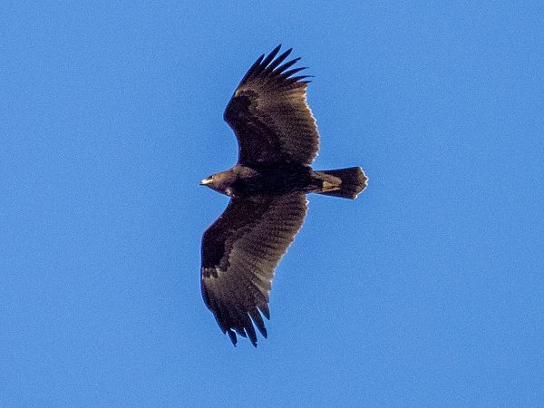 Àguila cridanera  - Arnau Bonan Barfull