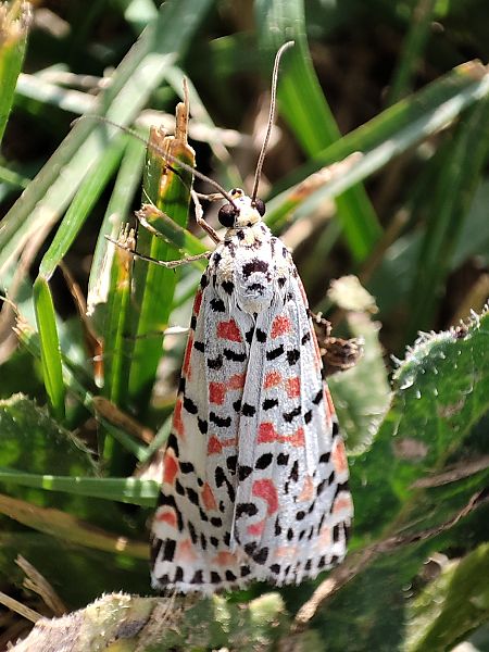 Utetheisa pulchella  - Enric Bringués