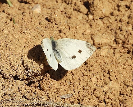 Blanqueta de la col  - Eulàlia Maspons