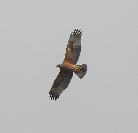Àguila cuabarrada  - Eulàlia Maspons