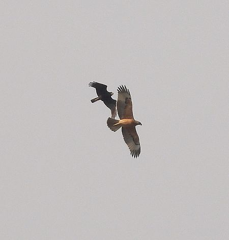 Àguila cuabarrada  - Eulàlia Maspons