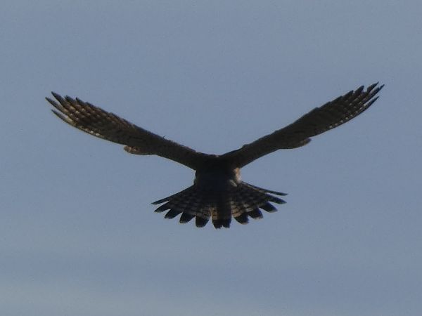 Xoriguer comú  - Andrew Clarke