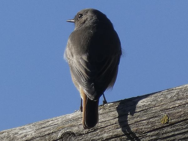 Rougequeue noir  - Andrew Clarke