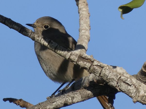 Cotxa fumada  - Andrew Clarke