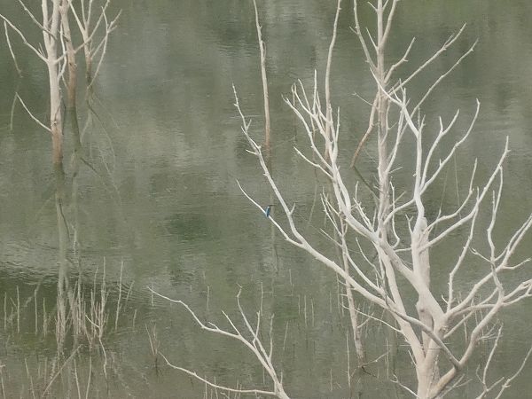 Blauet  - Andrew Clarke