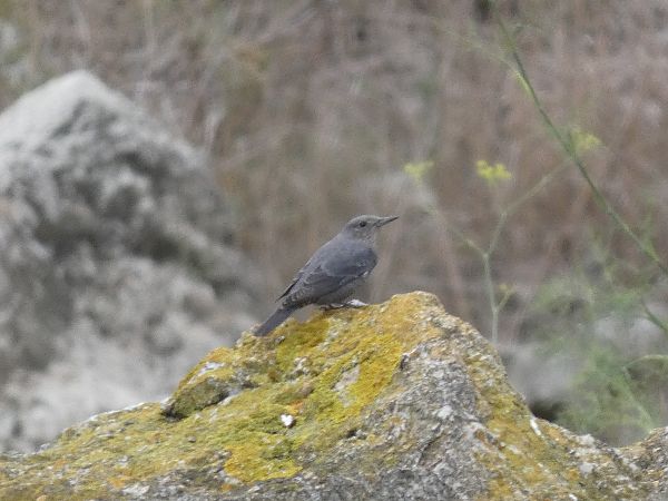 Merla blava  - Andrew Clarke