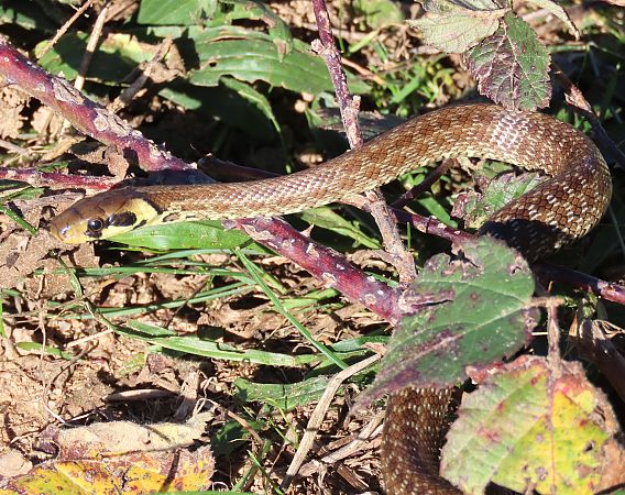 Serp d'Esculapi  - Albert López Prat