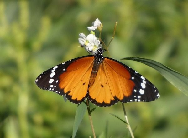 Papallona tigre 