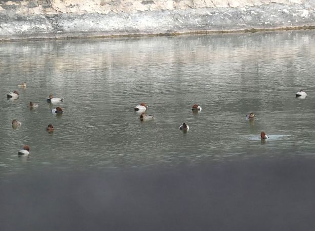 Common Pochard  - Josep Maria Solé Molins
