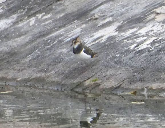 Northern Lapwing  - Josep Maria Solé Molins