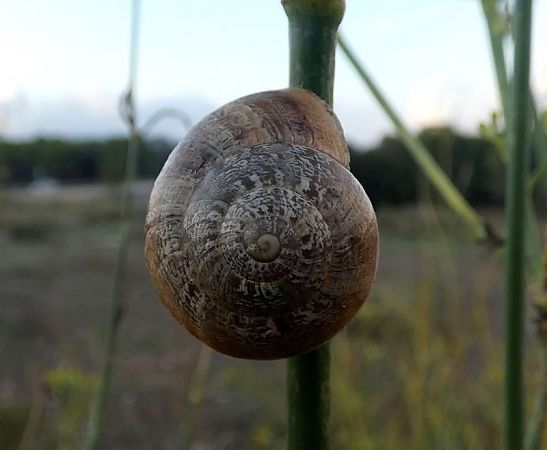 Escargot mourguéta  - Josep Maria Solé Molins
