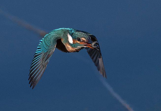 Blauet  - Victor Cañadas